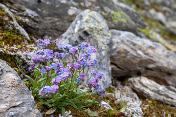 Flowering onrn landscape of the Polar Urals in Russia. Green grass and mosses on stones. Summer in the north beyond the Arctic Circle