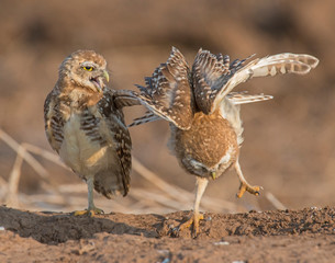 Burrowing Owl
