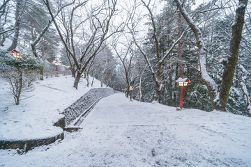 Pathway with snow trees tunnel corridor and Japanese lights, kawaguchiko, Japan. Way through...