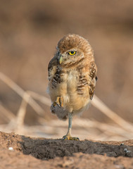 Burrowing Owl