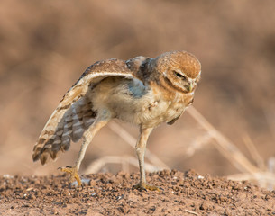 Burrowing Owl