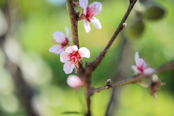 chinese plum flower blossom close up