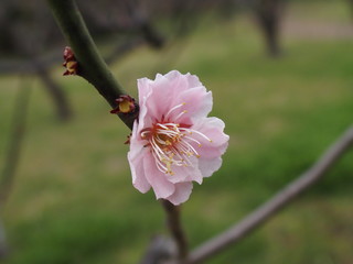 梅の花が奇麗に咲いています。 Plum flowers are blooming beautifully.