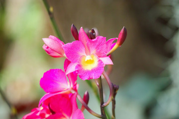 Beautiful Orchid flower blooming in garden floral background