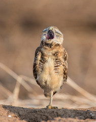 Burrowing Owl