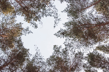 Snow over the spruces and pines.