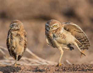 Burrowing Owl
