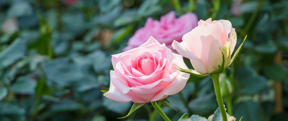 Beautiful colorful pink roses flower in the garden