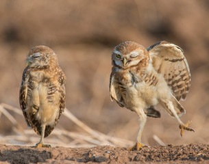 Burrowing Owl
