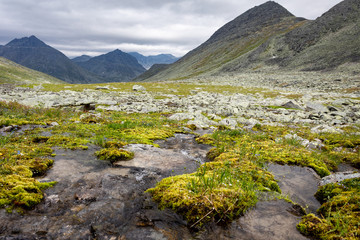 Flowering onrn landscape of the Polar Urals in Russia. Green grass and mosses on stones. Summer in the north beyond the Arctic Circle