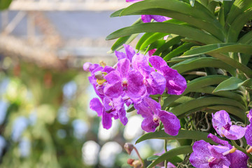 Beautiful vanda orchid flower blooming in garden floral background