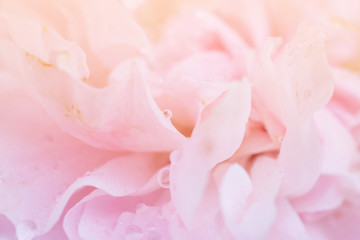 Beautiful pink roses flower close up abstract background