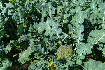 Los brócolis crecen de buen tamaño y sanamente en el campo agrícola.