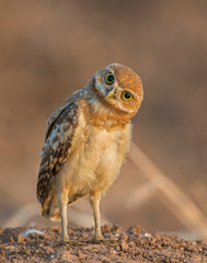 Burrowing Owl