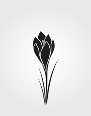 crocus flower black silhouette. spring flower design element