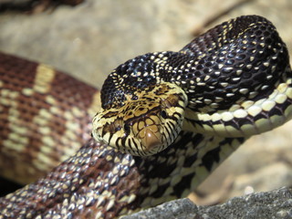 Bull Snake