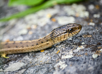 closeup of a snake