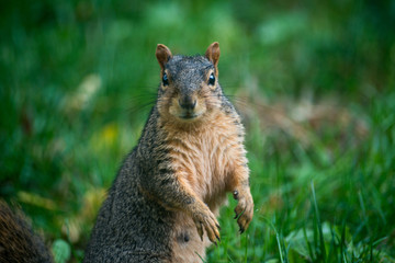 squirrel in the park