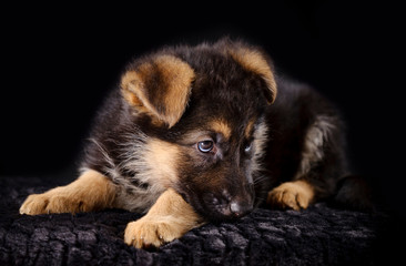 Portrait of a 7 week old german shepherd puppy head, black background