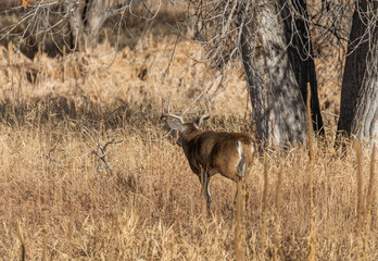 Obraz na płótnie Canvas Whitetail Deer Buck in Colorado in the Fall Rut
