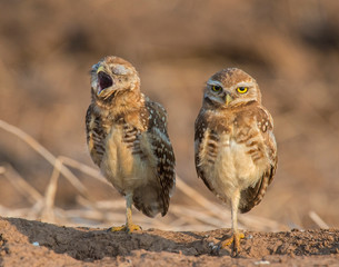 Burrowing Owl