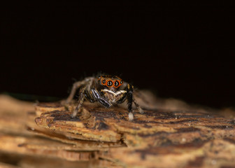 Euophrys frontalis jumping spider. The Euophrys frontalis spider is a genus of jumping spiders родини  Salticidae. 