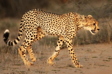 The cheetah (Acinonyx jubatus) feline walking across the sand way in Kalahari desert.