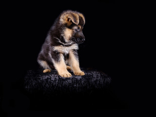 Portrait of a 7 week old german shepherd puppy, the pup is sitting, black background, copy-space