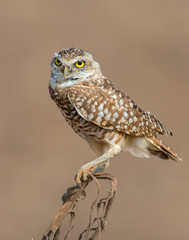 Burrowing Owl