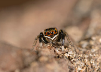 Euophrys frontalis jumping spider. The Euophrys frontalis spider is a genus of jumping spiders родини  Salticidae. 