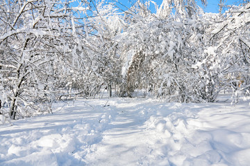 Winter park in snow. Beautiful winter trees branches with a lot of snow. Snow covered trees.