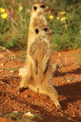 Two Meerkats (Suricata suricatta) Timon in Kalahari desert staying on red sand.