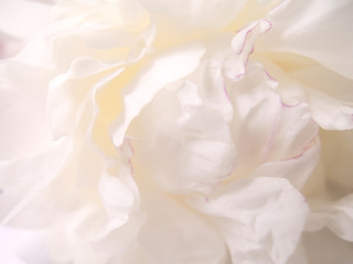 Blur abstract background. Lovely peony bouquet close up on white wall background. Stylish white peonies with pink petals. Hello spring wallpaper. Happy Mother's day. Happy valentine's day.