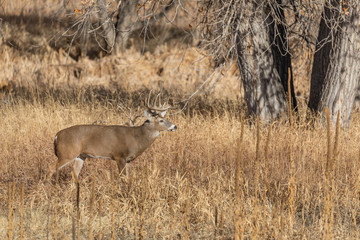 Obraz na płótnie Canvas Whitetail Deer Buck in Colorado in the Fall Rut