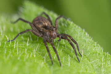  Spider of the family Lycosidae closeup.