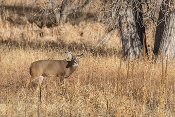 Whitetail Deer Buck in Colorado in the Fall Rut