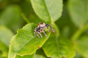 Euophrys frontalis jumping spider. The Euophrys frontalis spider is a genus of jumping spiders родини  Salticidae. 