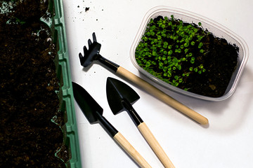 microgreens planting green farming seeds work