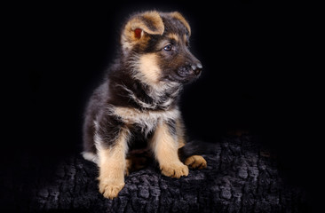 Portrait of a 7 week old german shepherd puppy, the pup is sitting, black background, copy-space