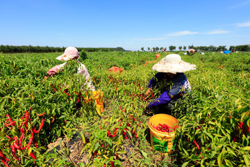 Farmers picking Capsicum, Luannan County, Hebei Province, China