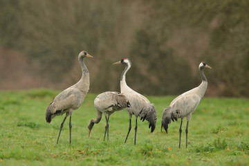 Common cranes (Grus grus), in the grass