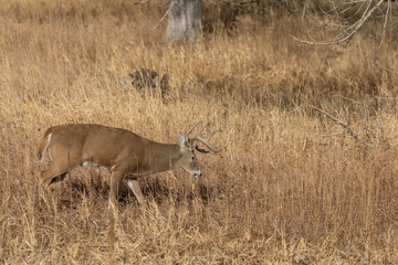 Whitetail Deer Buck in Colorado in the Fall Rut