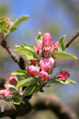 Obraz premium Buds of flowers on a branch apple tree, spring