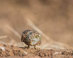 Burrowing Owl