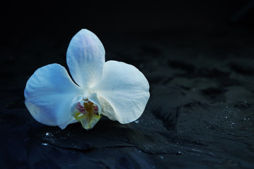 white orchid on blue background
