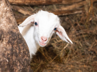 baby goat or kid staring at the camera