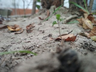 Young plant in soil