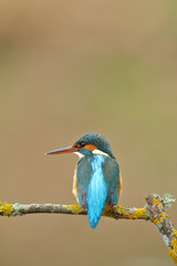 Obraz premium Common Kingfisher female (Alcedo atthis) perched on a branch