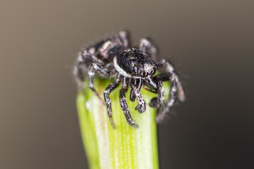 Jumping spider Salticus cingulatus. Salticus cingulatus is a Palearctic jumping spider of the family Salticidae.