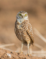 Burrowing Owl